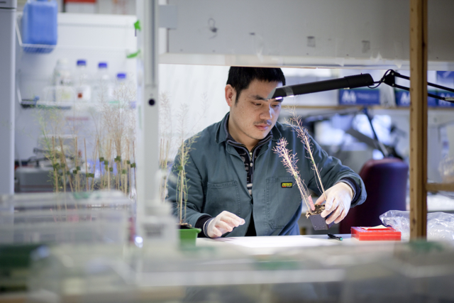 Researcher working with dried plants that are ready for collecting seeds