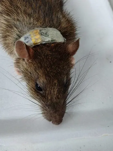 A rat with a GPS collar