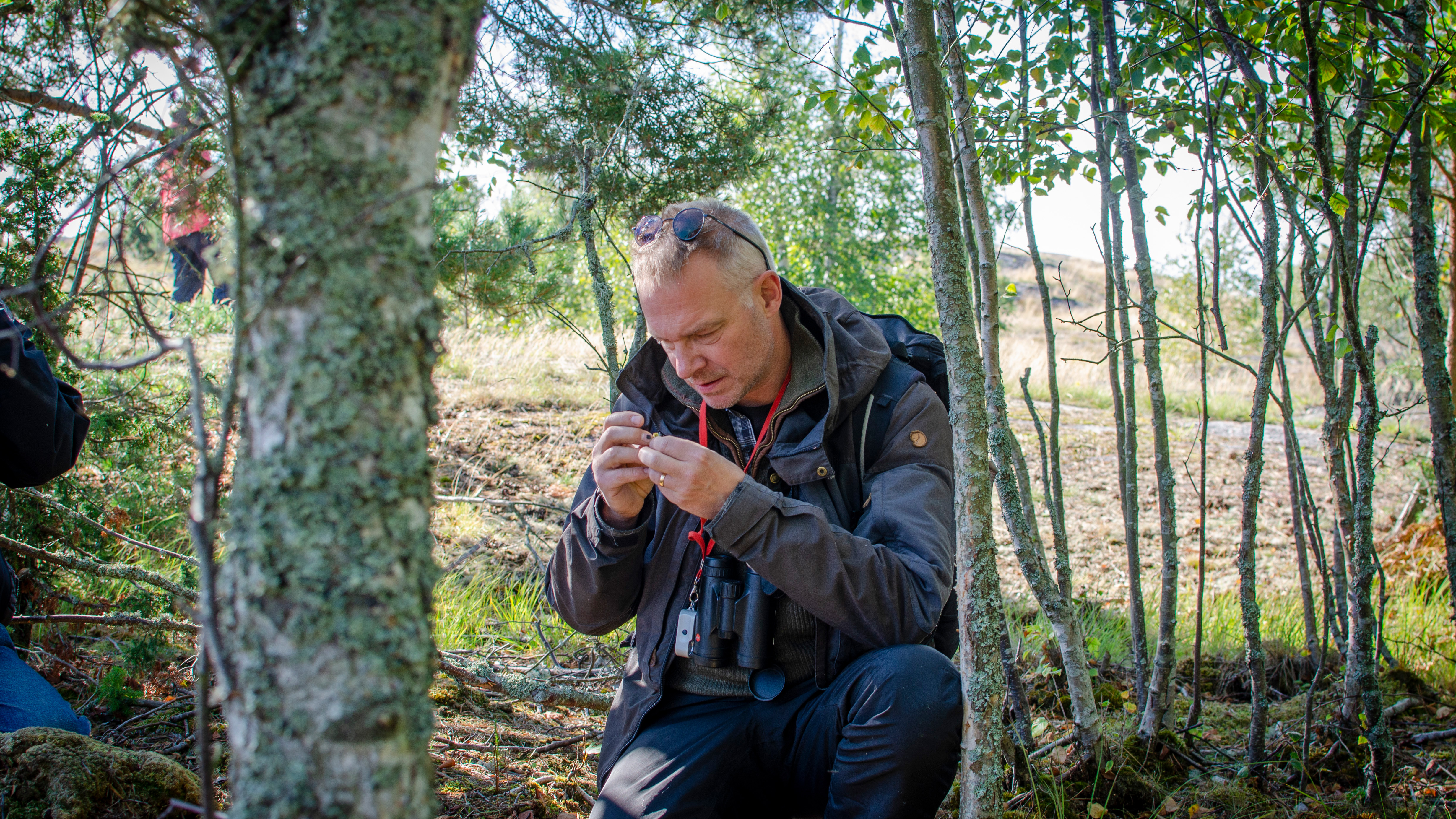 Man står på ett knä mellan smala trädstammar och tittar på något i sina händer. Foto 