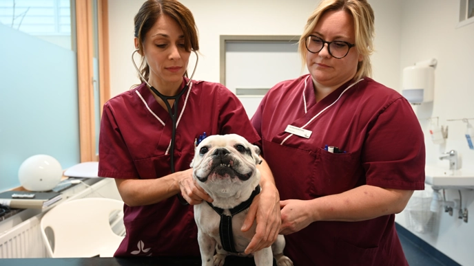 Photo of a short-nosed (brachycephalic) dog at the vet.