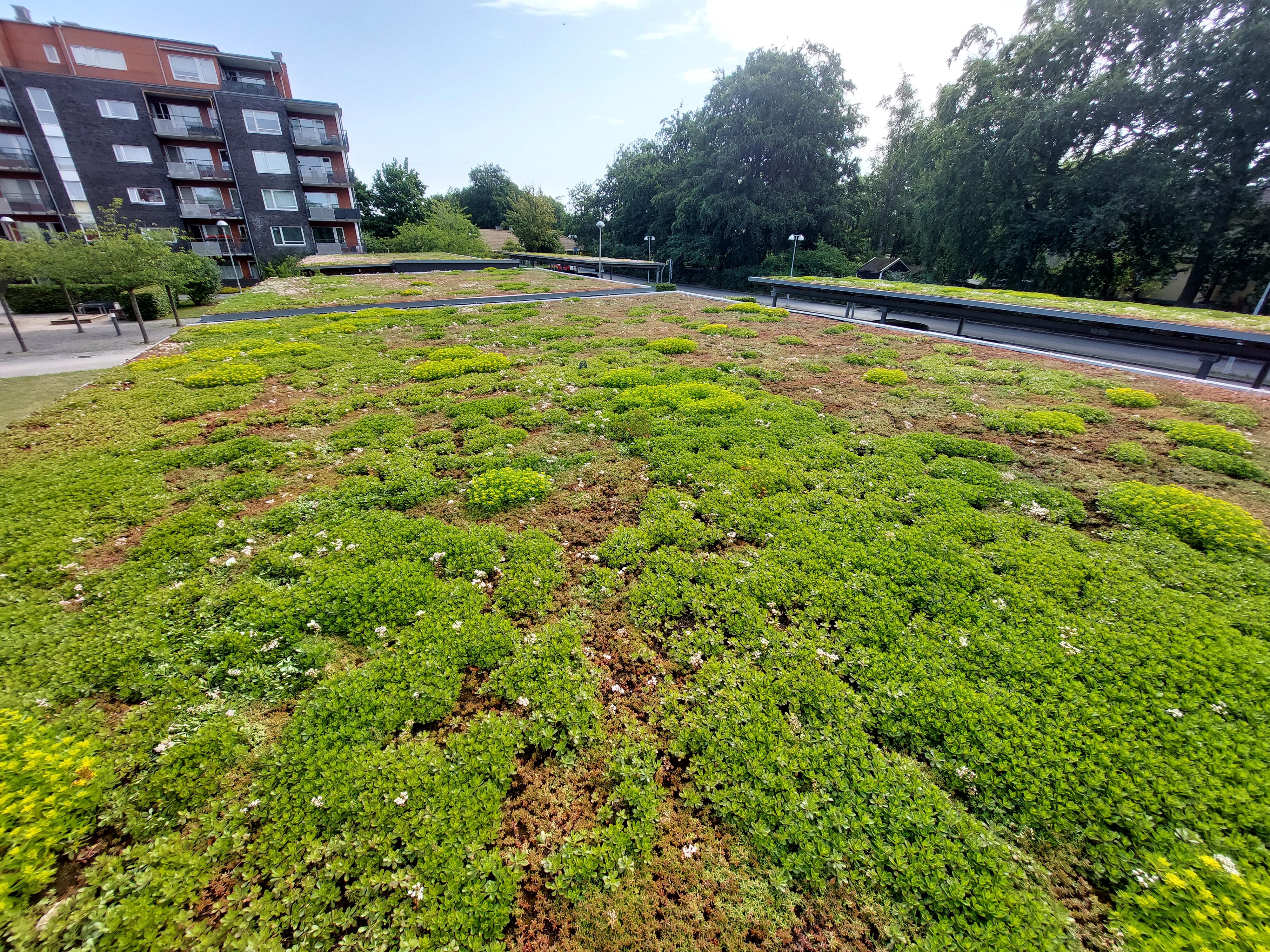 A photo of a flat green roof covered in low vegetation (Sedum and Phedimus species).