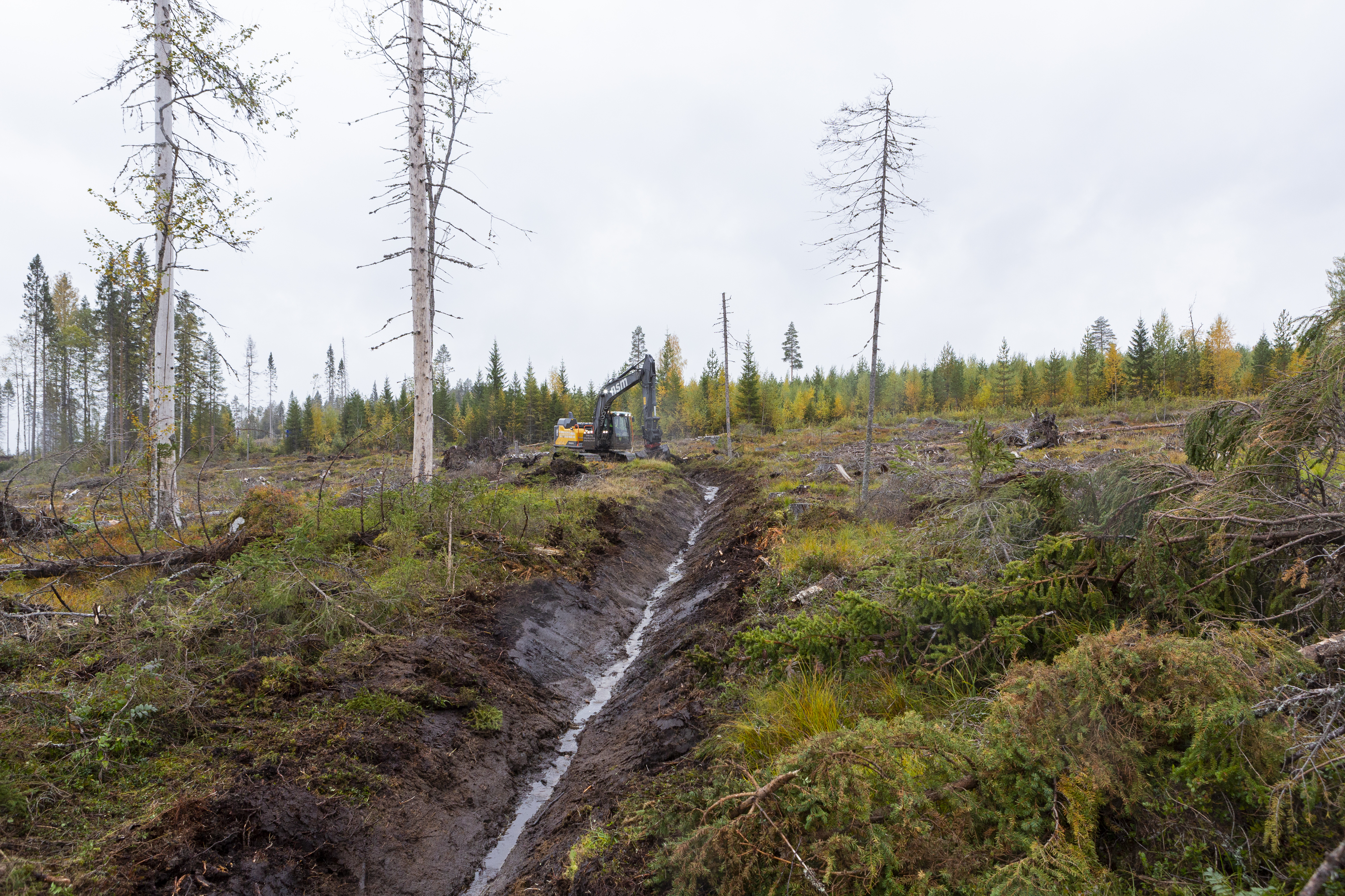 I försöket rensades diken intill en avverkad skog. 