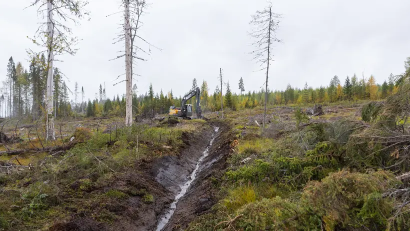 I försöket rensades diken intill en avverkad skog.