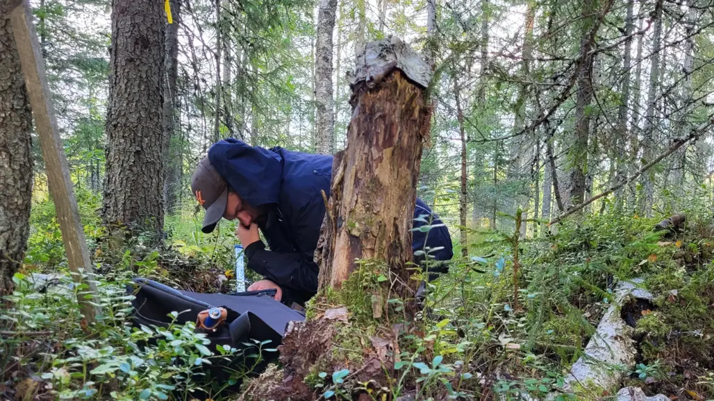 En person i svart jacka och keps undersöker något på marken i en skog, omgiven av frodig grönska och trädstubbar, vilket förmedlar en känsla av koncentration och natur.