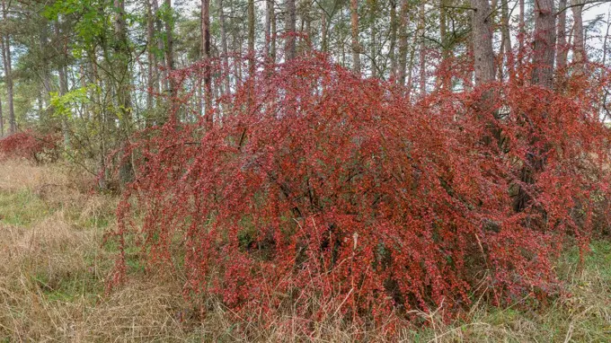 Spretig buske med röda bär. Foto