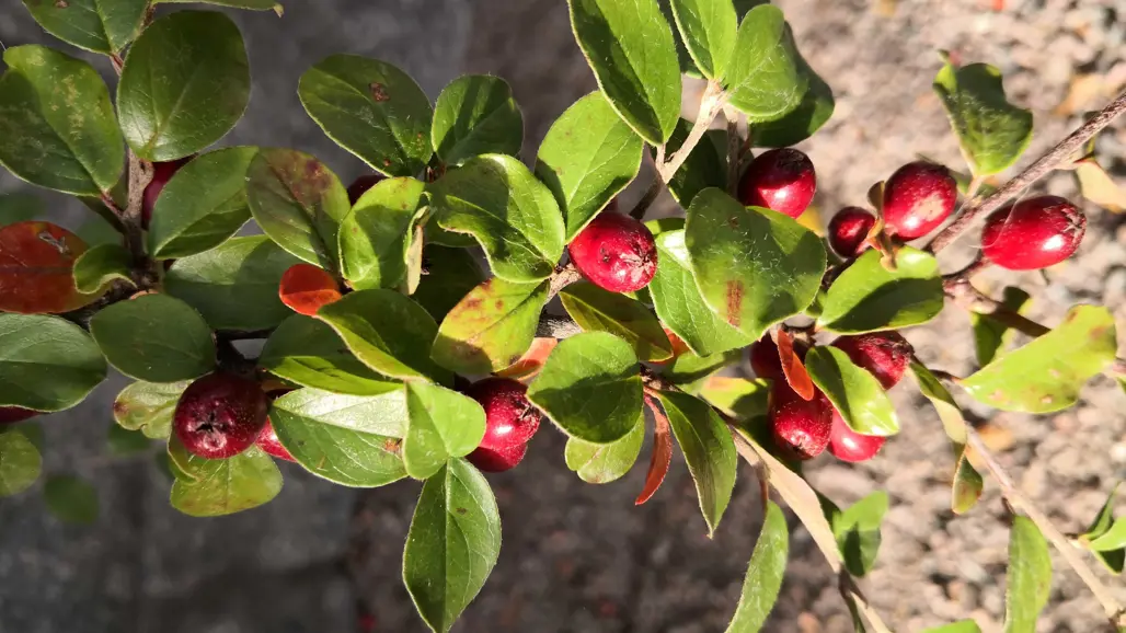 Röda bär och gröna blad på buske i närbild. Foto