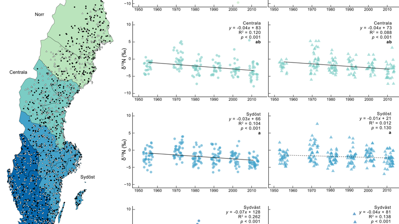Studien visar att ration mellan stabila kväveisotoper (en indikator för skogens kvävetillgänglighet) stadigt minskar över tid i både gran och tall, över hela landet. Bild: Kelley Bassett/SLU.