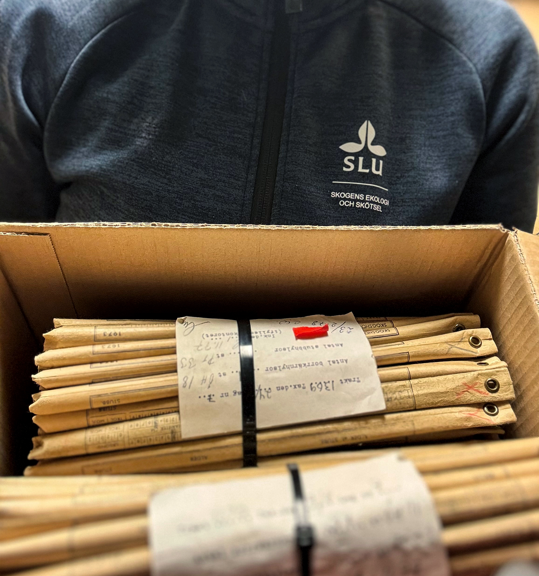 Doktoranden Kelley Bassett i Riksskogstaxeringens borrkärnsarkiv på Skogsfakulteten vid SLU i Umeå.