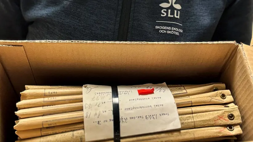 Doktoranden Kelley Bassett i Riksskogstaxeringens borrkärnsarkiv på Skogsfakulteten vid SLU i Umeå.