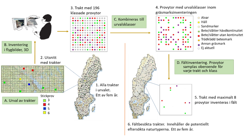 Steg som ingår i stickprovsdesignen