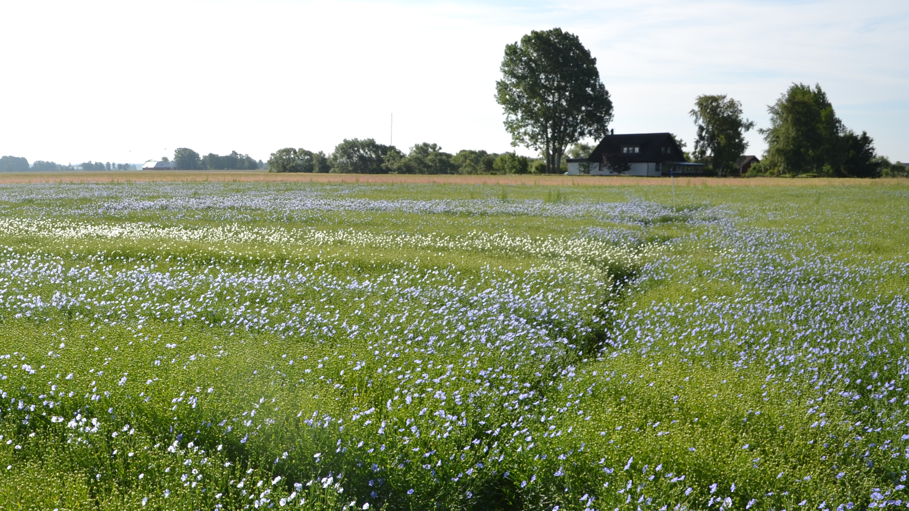 Ett fält med oljelin.