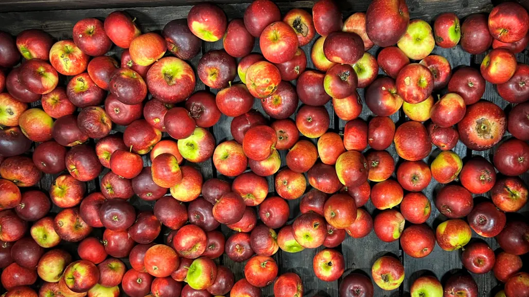 A box with what is perceived as ugly fruit by consumers