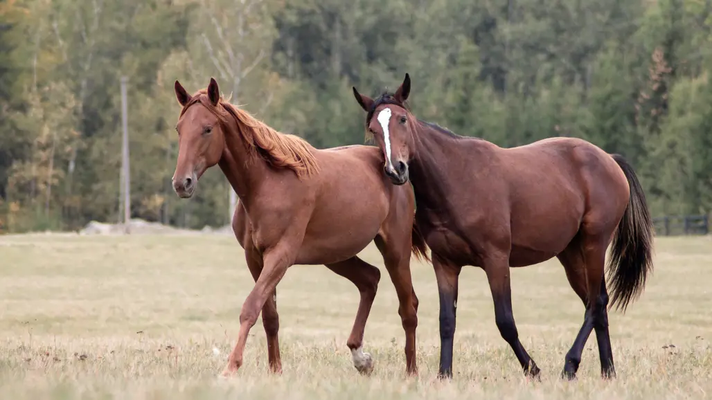 Photo of two warm-blooded trotting horses outdoors in a paddock in the fall.