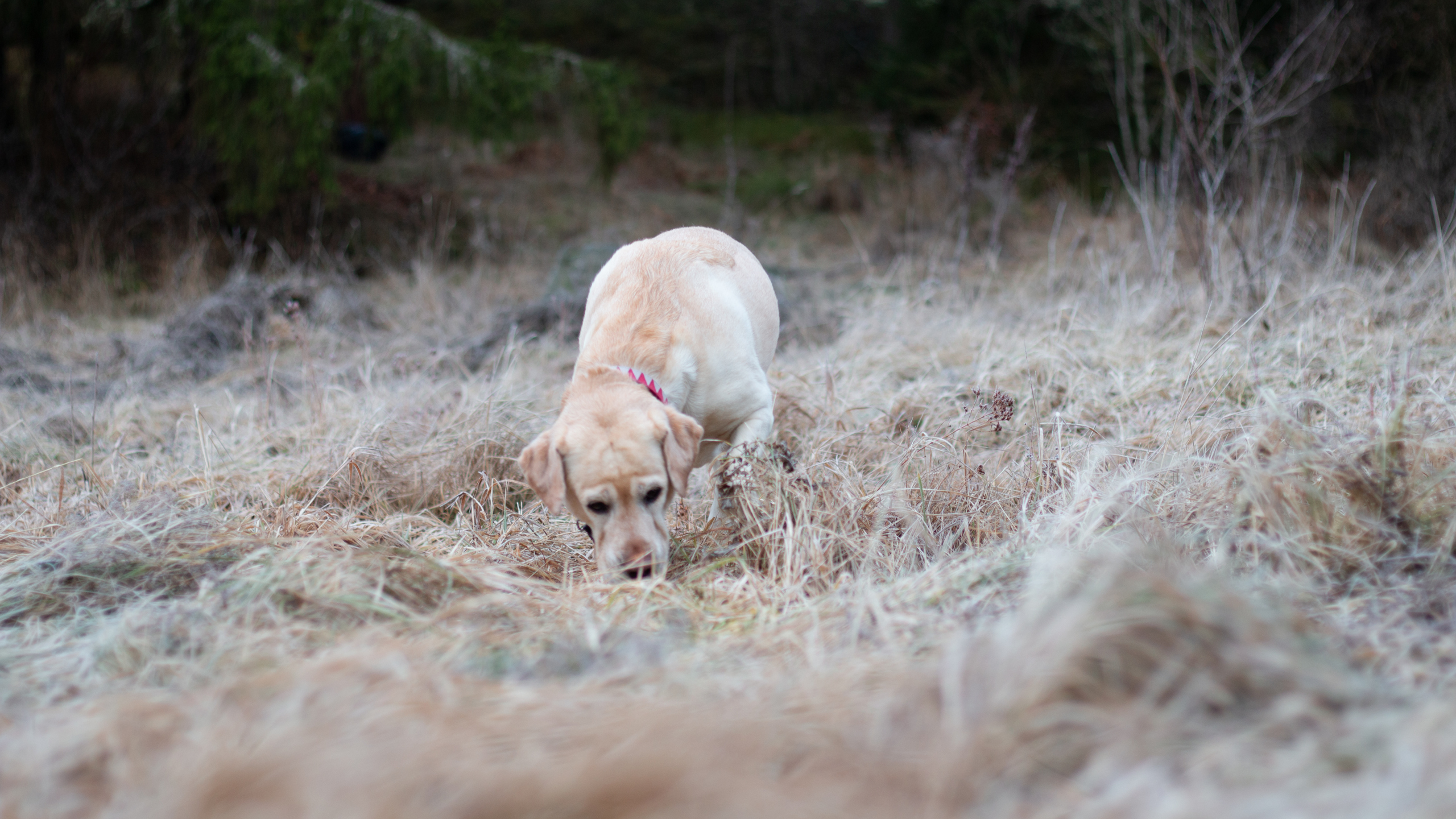 En hund sniffar på en frostig äng 