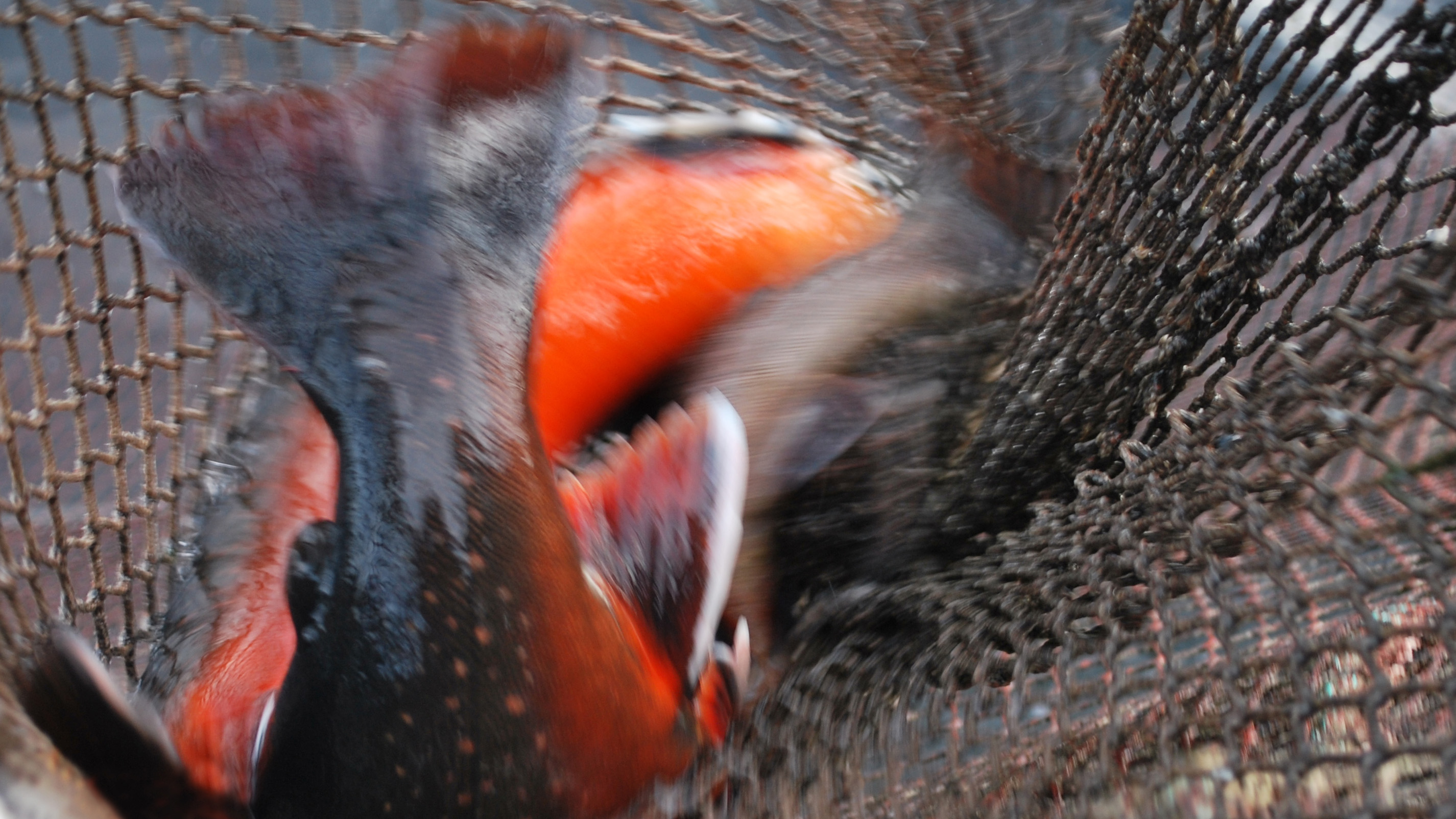 Arctica Superior in a net.