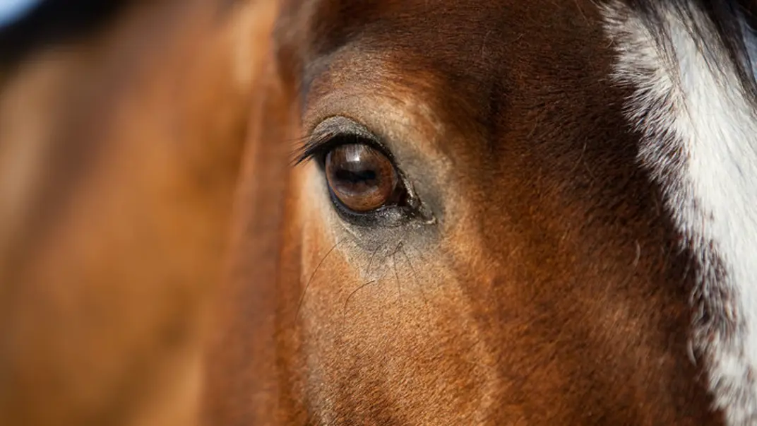 A horse eye