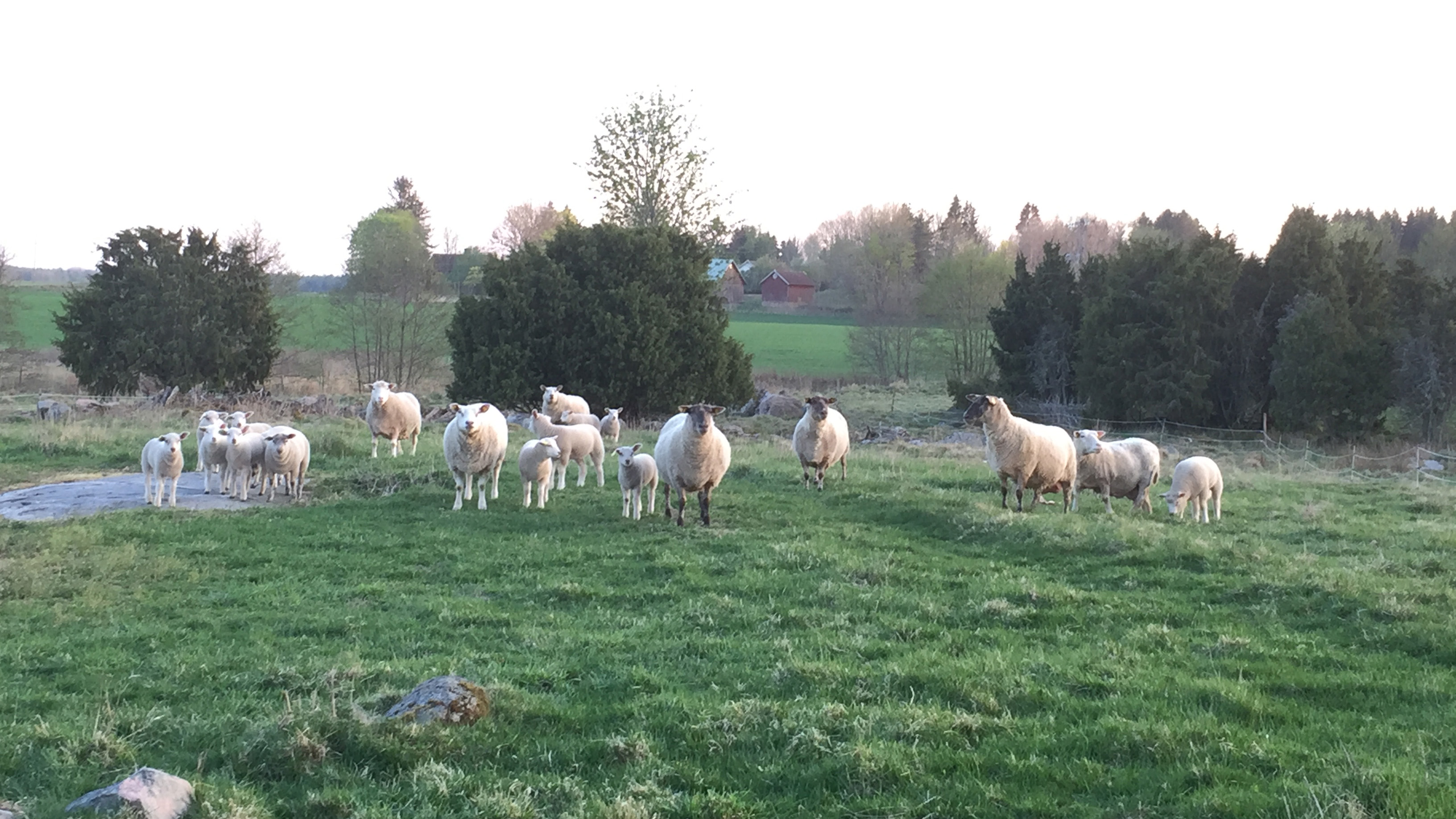 En flock vita tackor med lamm ute på bete. En stenmur i bakgrunden och några hus längre bort.