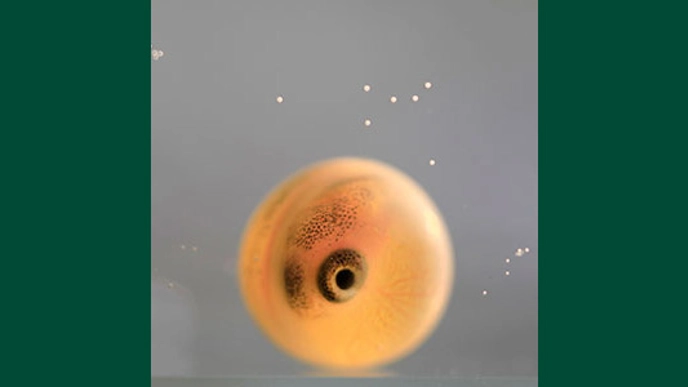 Photo of roe of the fish species char.