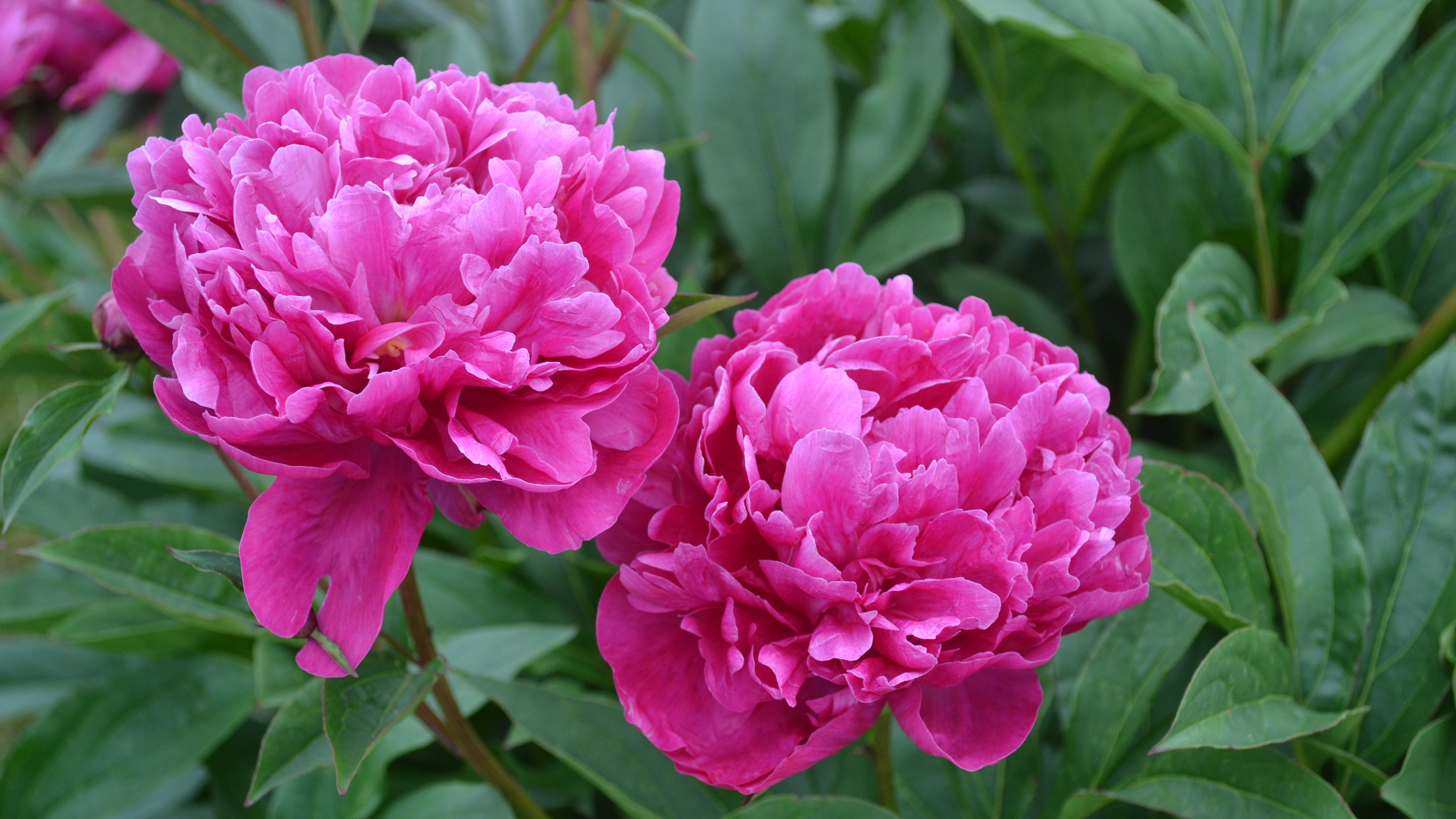 En starkt rosa luktpion i full blom. 