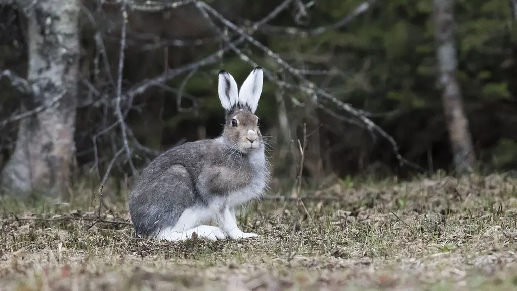 Hare i skog. Foto