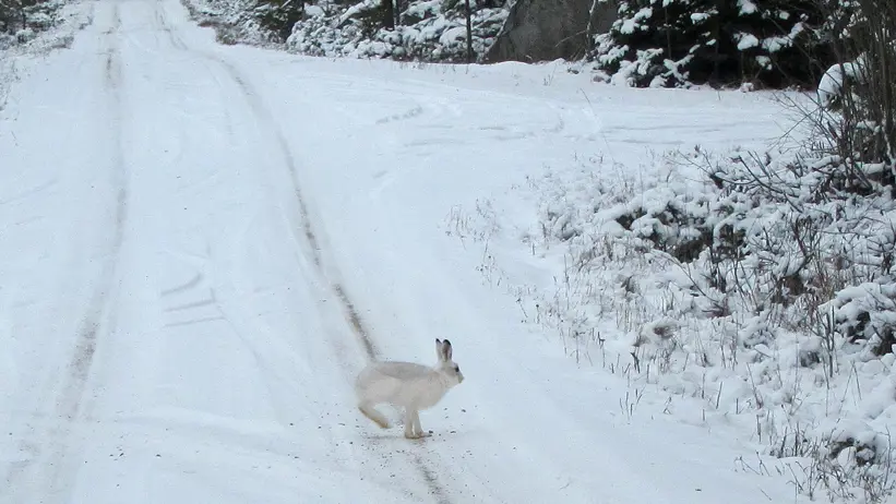 Vit hare på väg. Foto