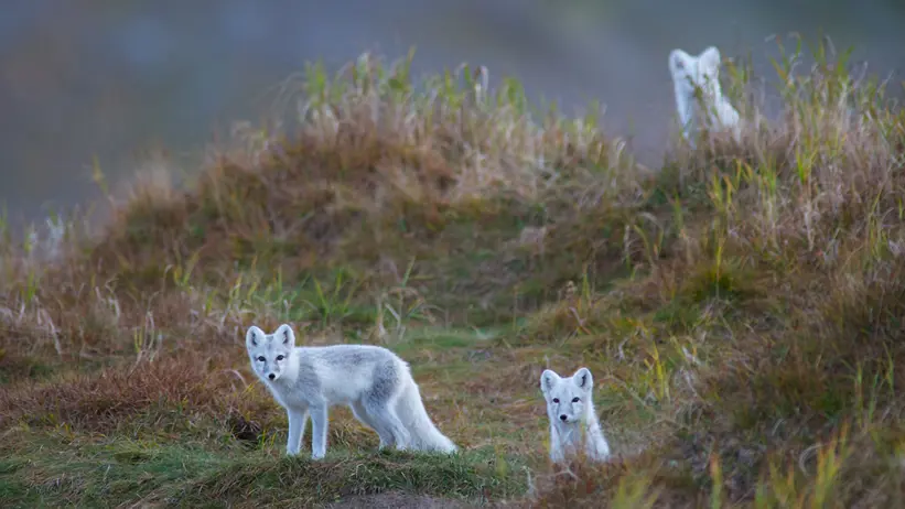 Fjällrävsunger i gräskullar. Foto