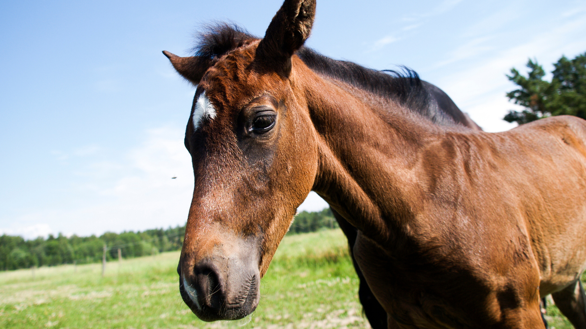 Närbild på en brun häst. I bakgrunden syns en blå himmel och grön åker med träd. 