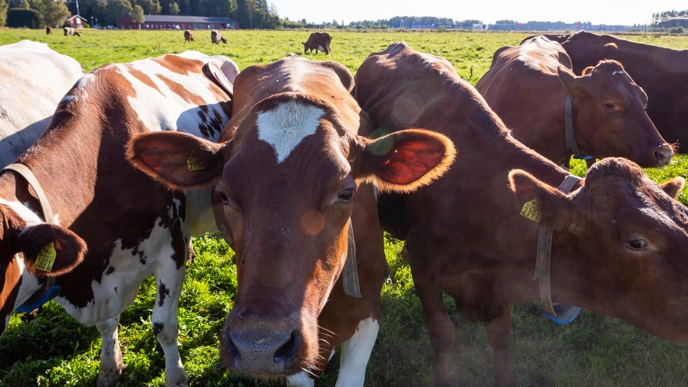 Dairy cows grazing at Röbäcksdalen.
