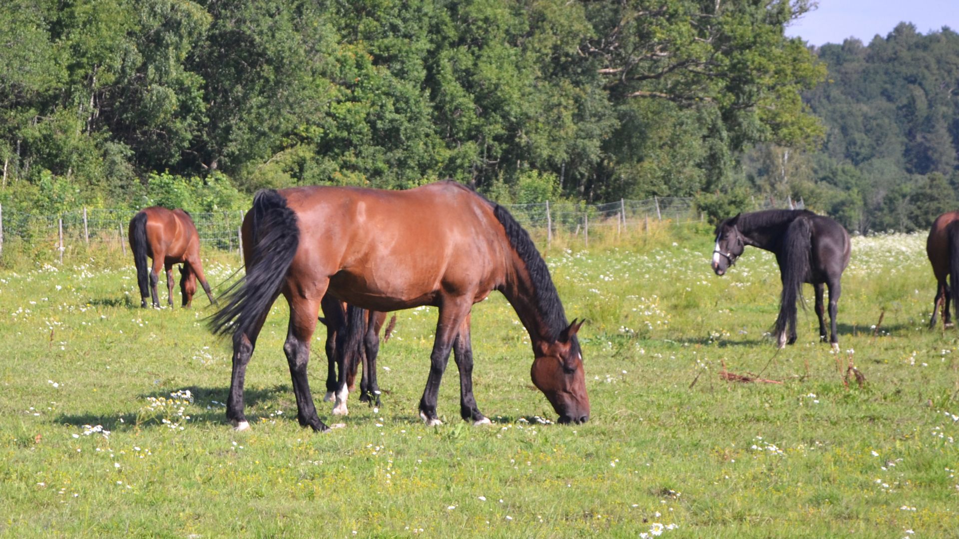 Horses on field