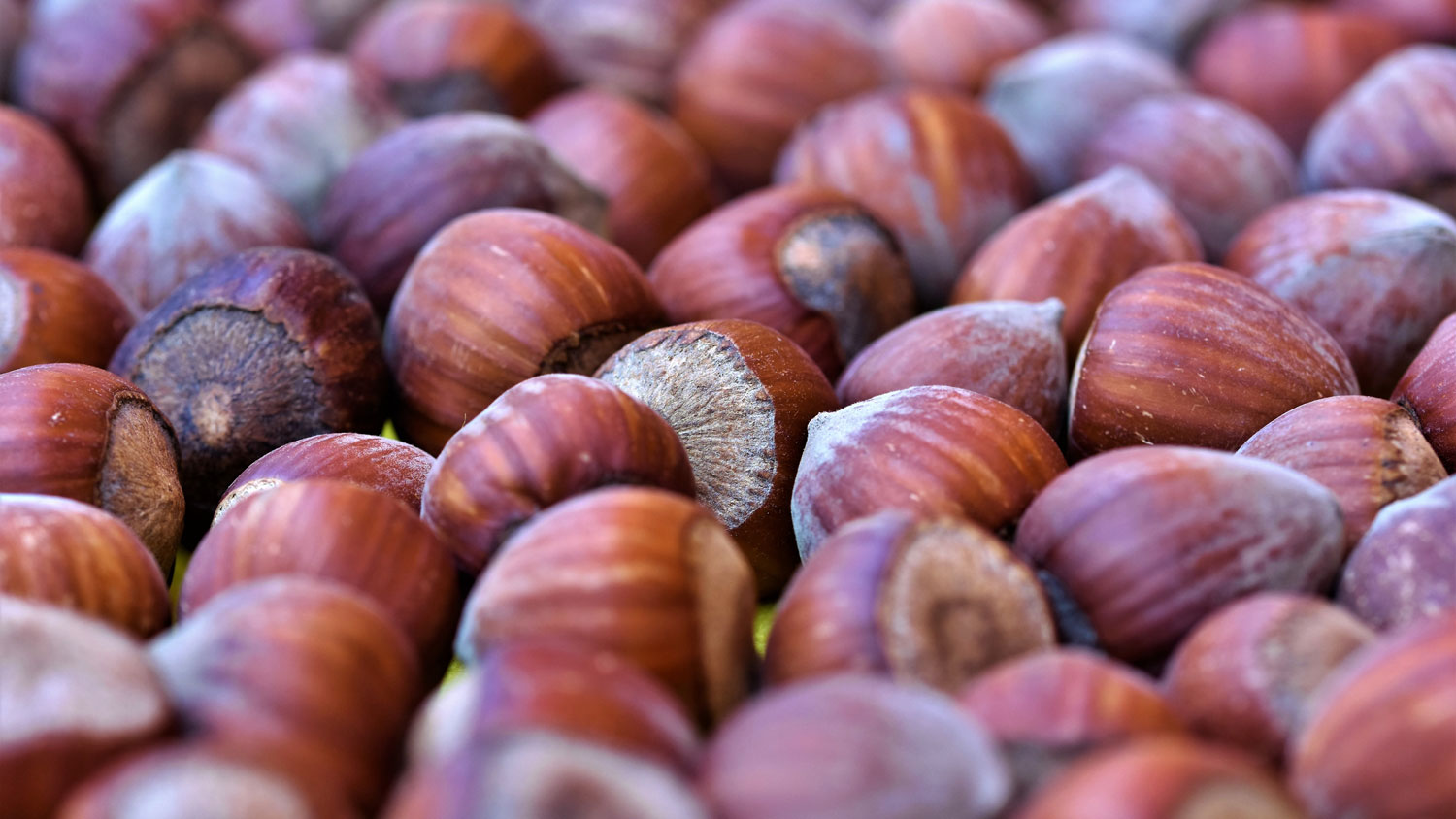 Närbild på hasselnötter med bruna skal. Foto: Pixabay