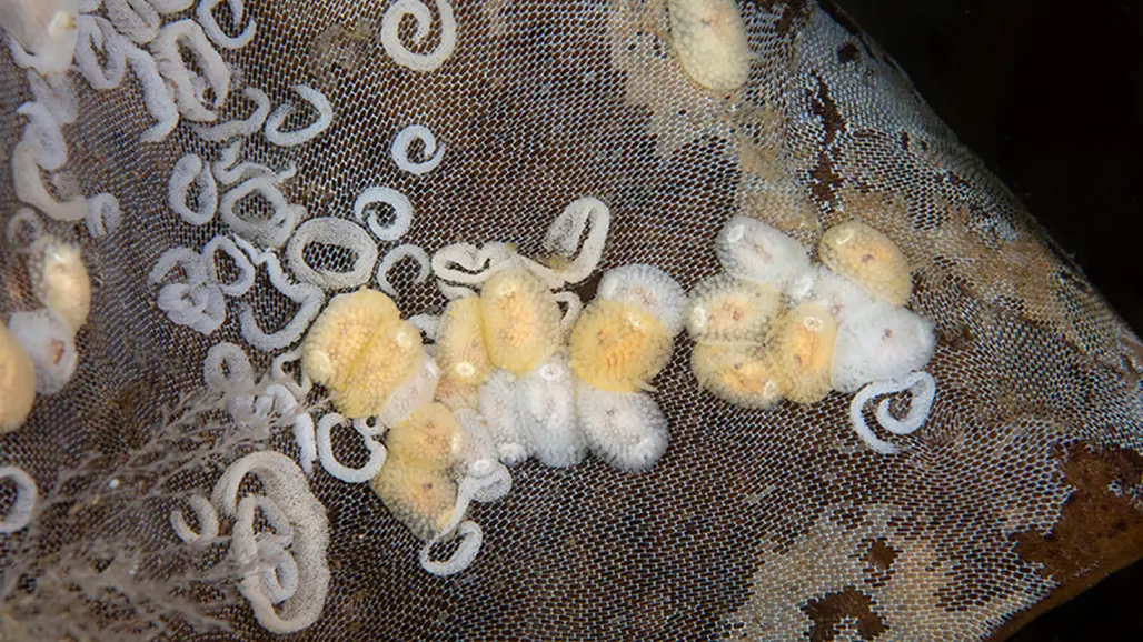 Gula och vita klumpar på brun botten. Foto