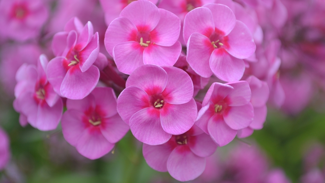 Foto av Grönt kulturarv®s höstflox 'Morfar Albert'. Fotot visar närbild av de knallrosa blommorna med rött öga. Kronbladen sitter omlott och i mitten anas ståndare och pistiller. Bakgrunden är i rosa och grön oskärpa.