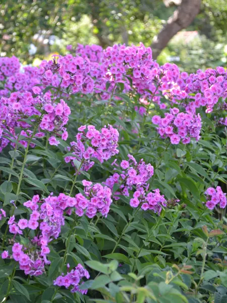 Foto av Grönt kulturarv®s höstflox 'Morfar Albert'. Fotot visar en tät planta med flera långa stjälkar där bladen sitter parvis. I toppen blommar det för fullt i starkt rosa. Blommornas ögon är mörkt rosa. I bakgrunden syns delar av ett grönskande träd.
