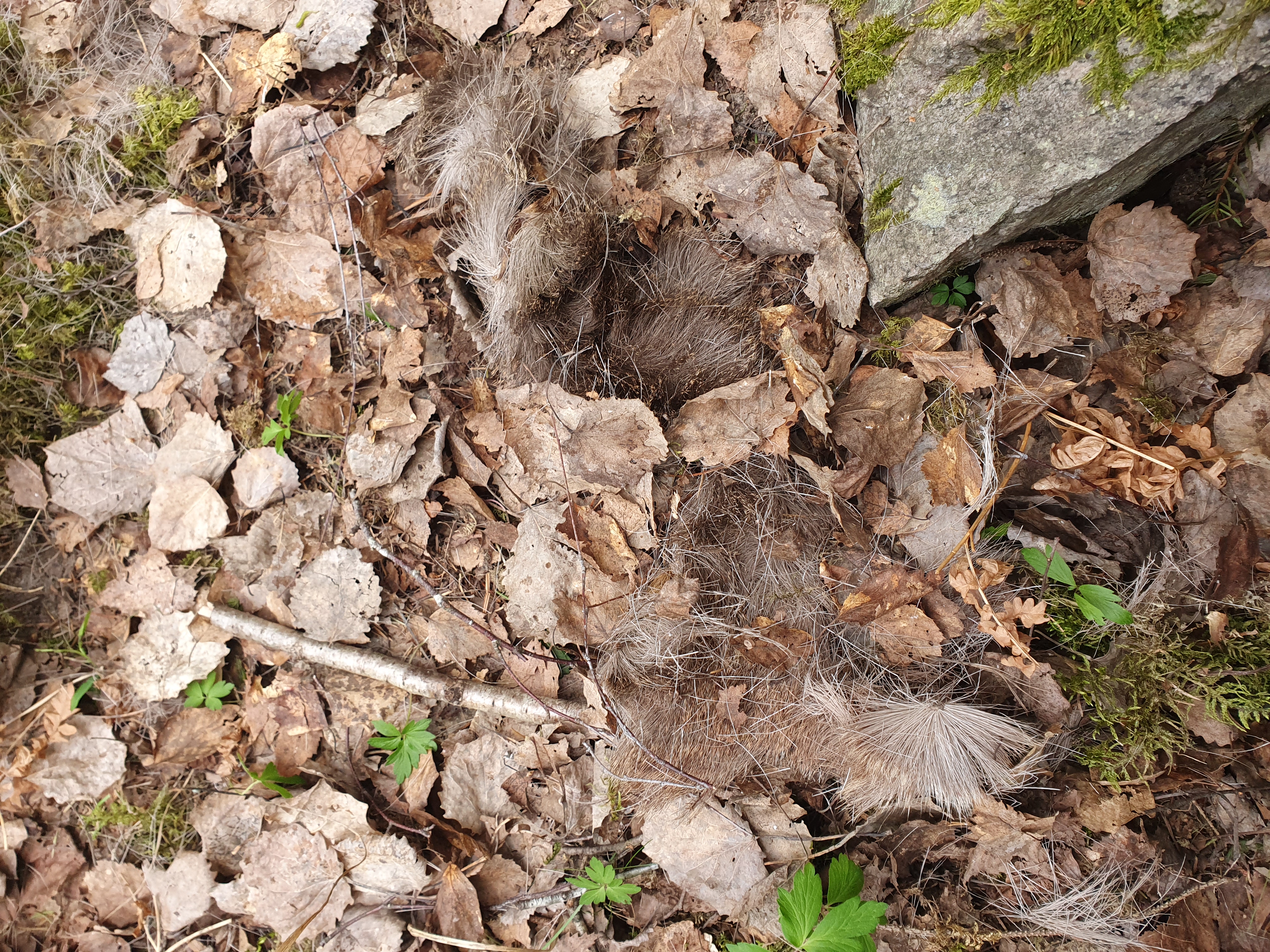 Lynx hair on ground with leaves and moss. Photo.