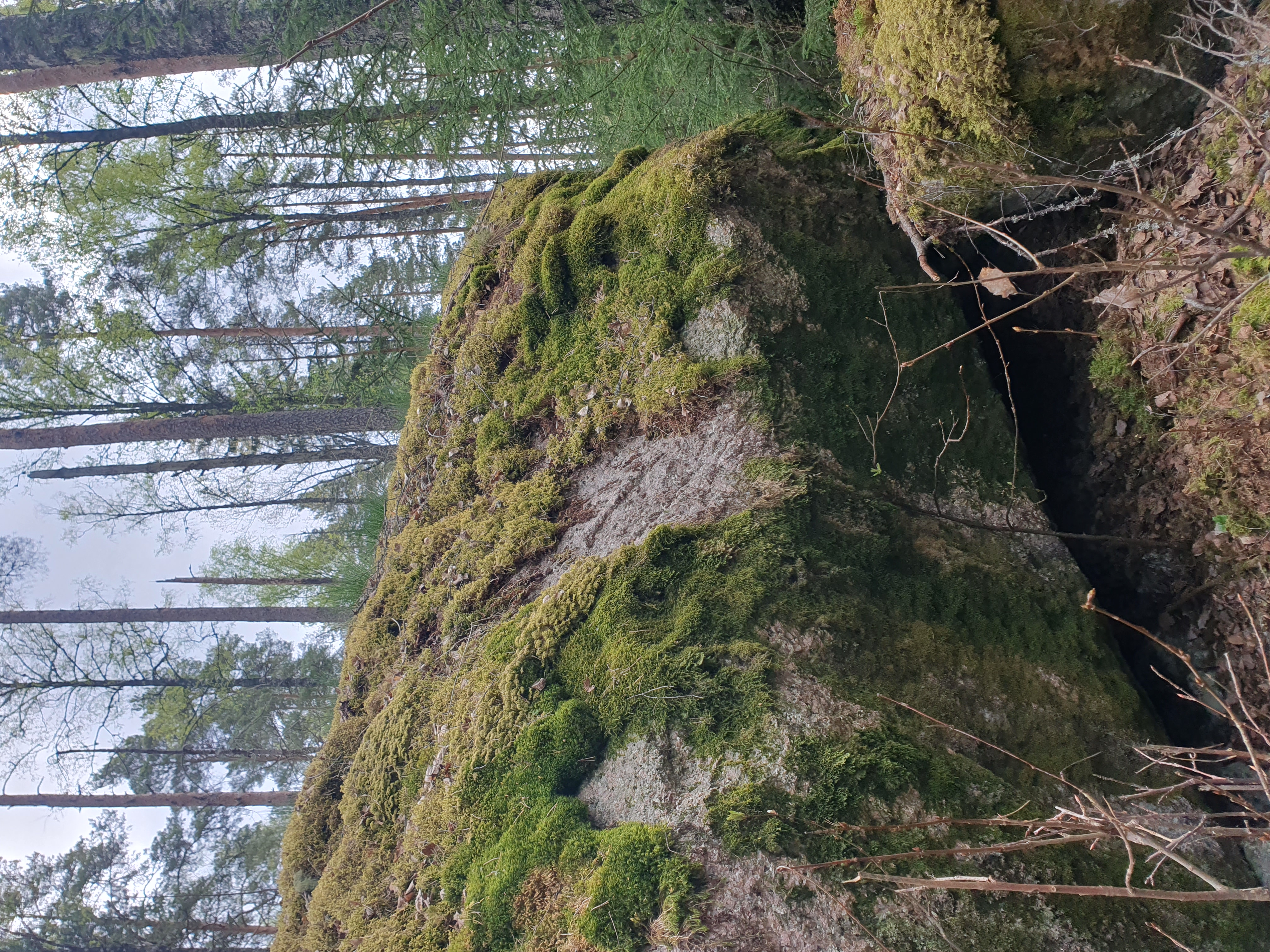 Stor sten med mossa i skogen. Foto.