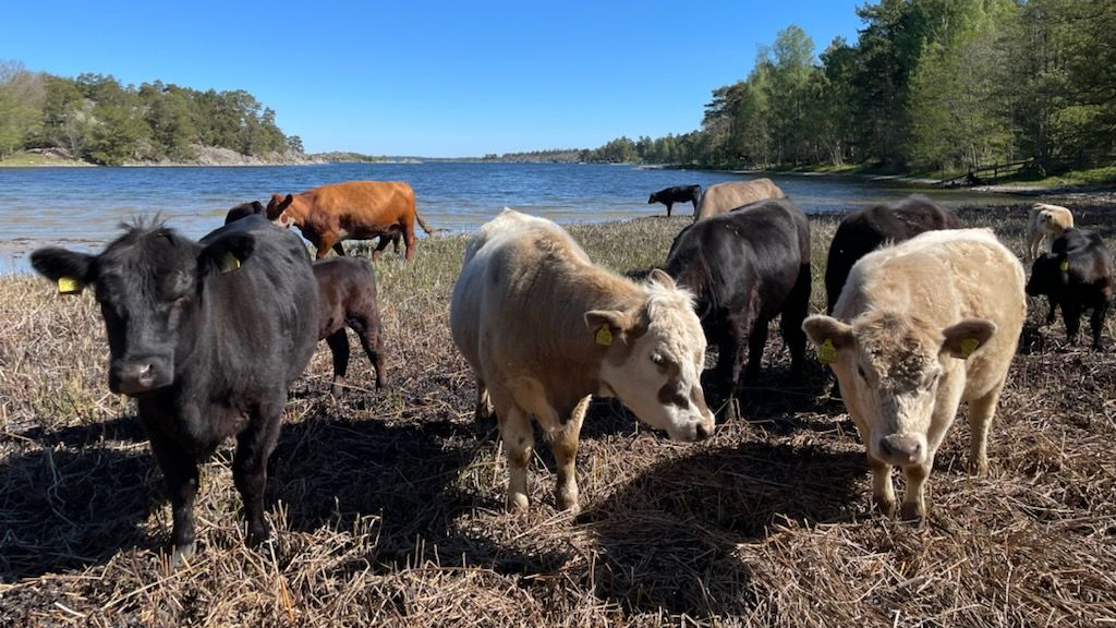 Kor som betar på en strand