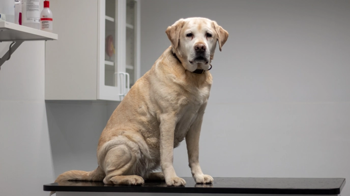 Foto av en hund sittandes på undersökningsbord hos veterinären.
