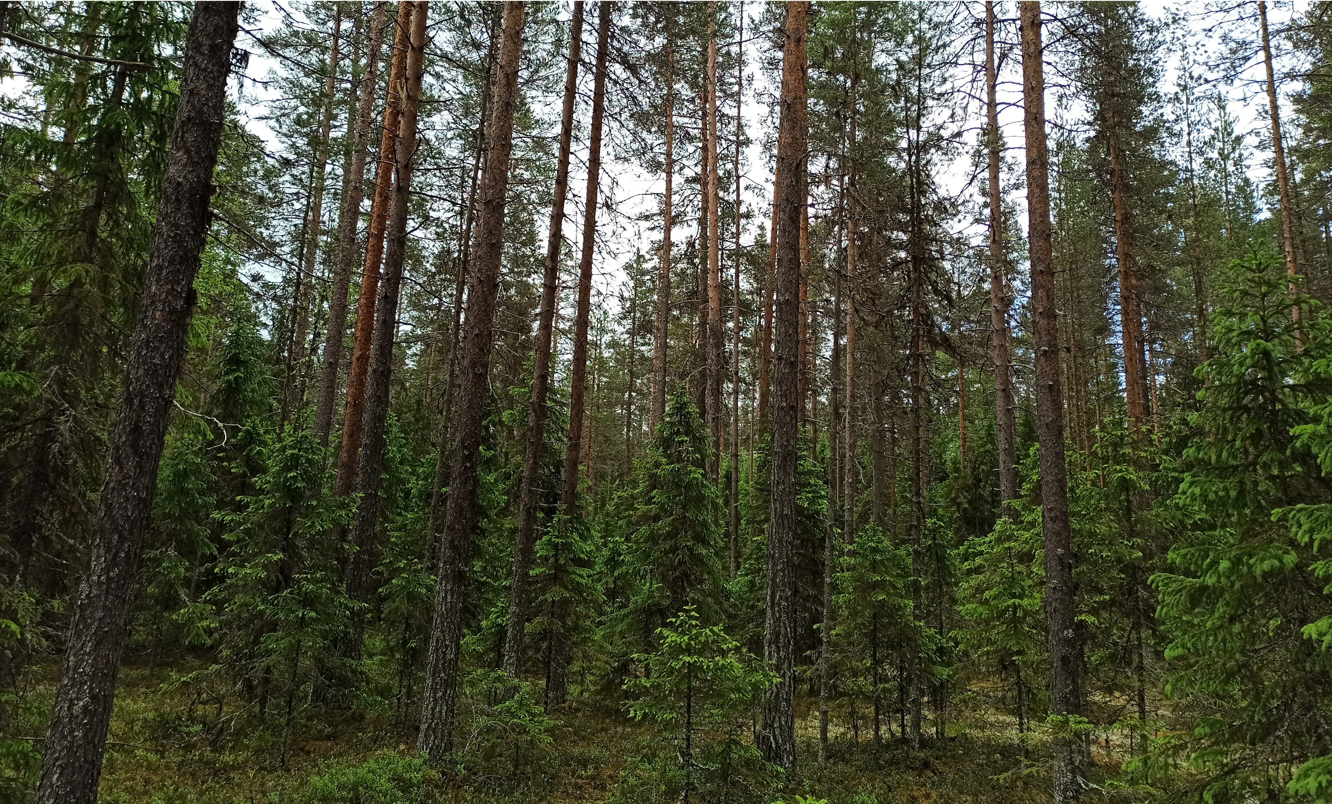 Gran växande under ett krontäcke av tall.