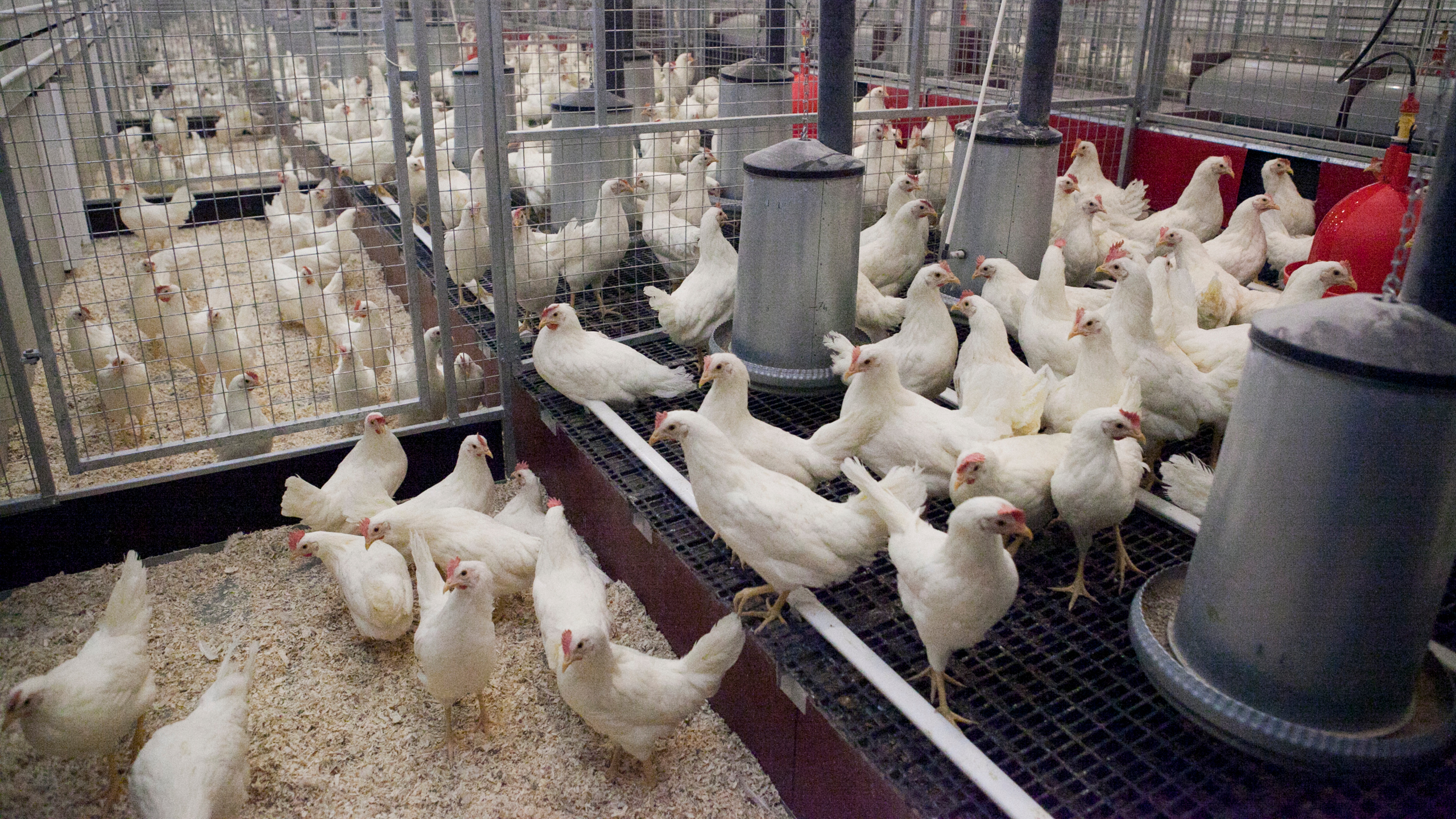 En grupp hönor i en forskningsanläggning. Photo