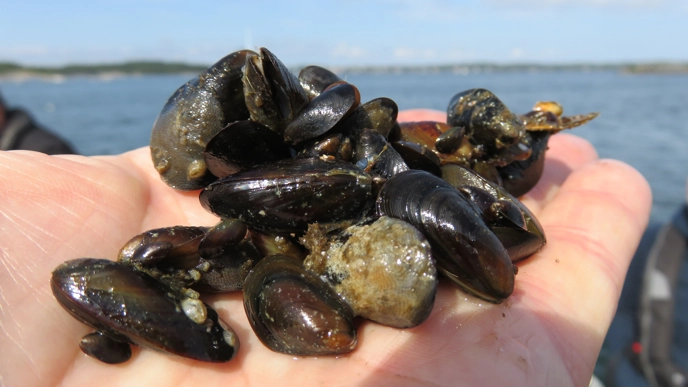 A human hand holds some mussels. Water in the background.