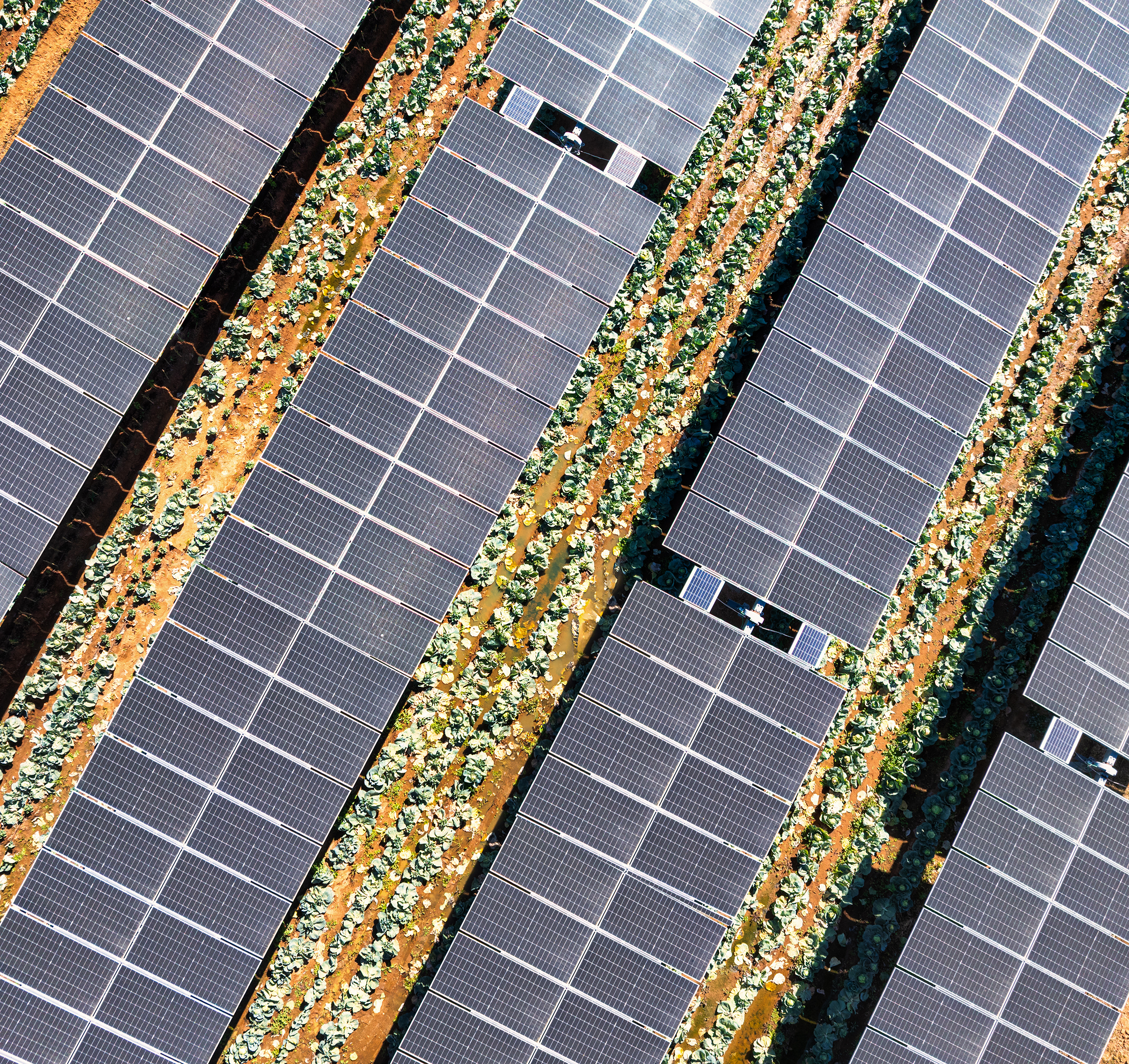 Crops and solar panels coexisting in the same field. 