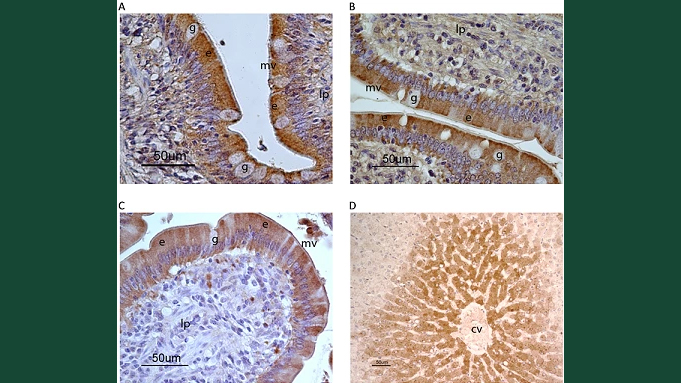 Foton av Cytokrom hos häst.