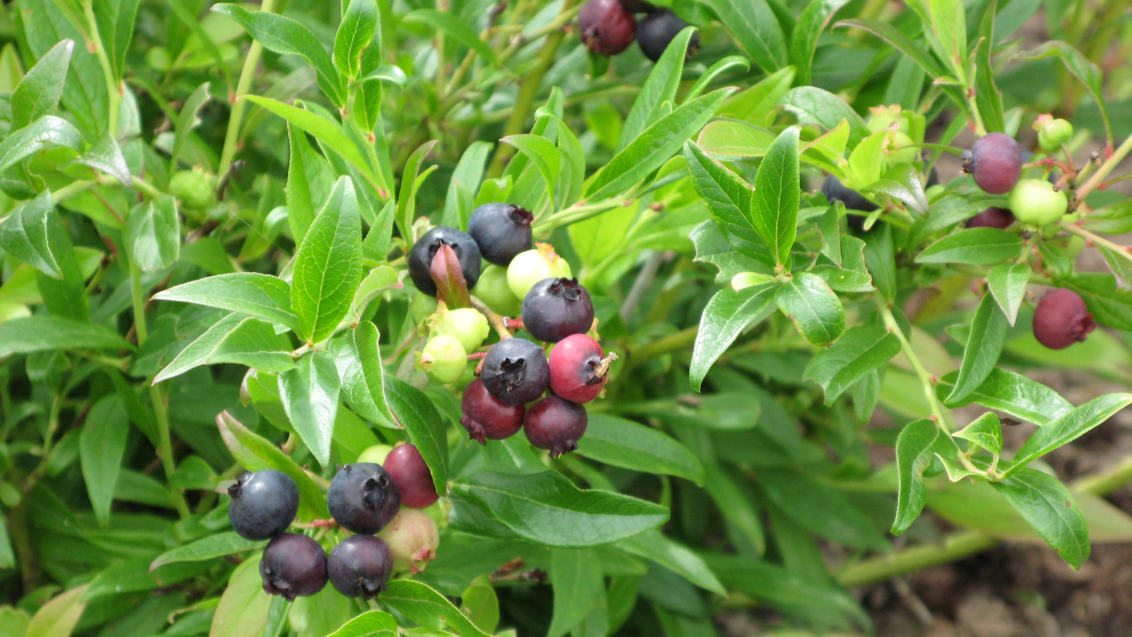 Närbild av blåbäret 'Putte'. Bladverket är grönt och inne i bladverket syns mörkt blå blåbär. 