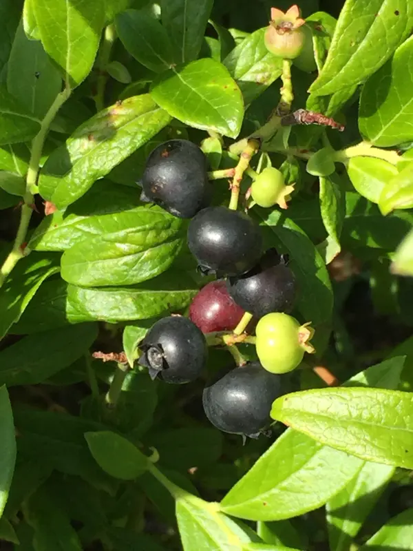 Närbild av de mörkt blå bären hos blåbäret 'Putte'.