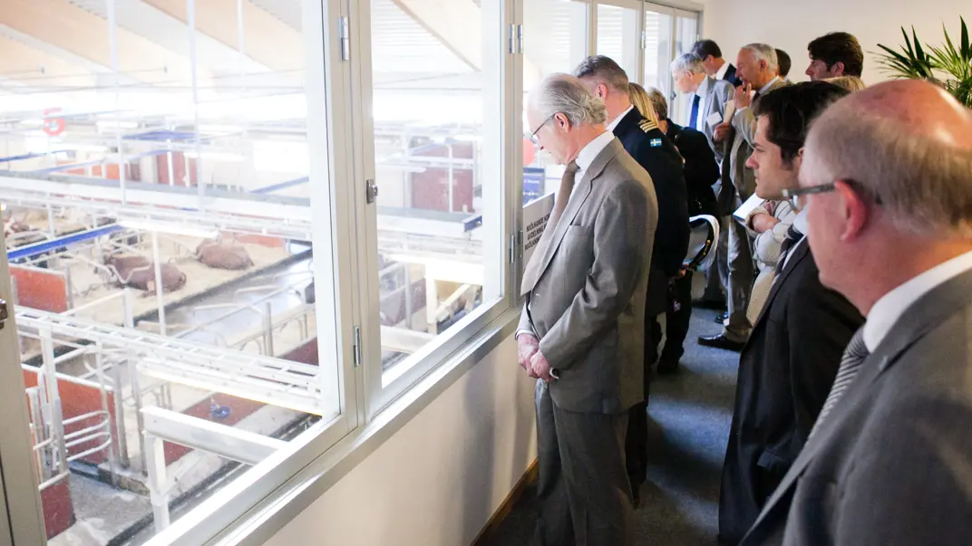 H.M.K Carl XVI Gustaf blickar ned i kostallet vid invigningen av Lövsta lantbruksforskning, våren 2012.