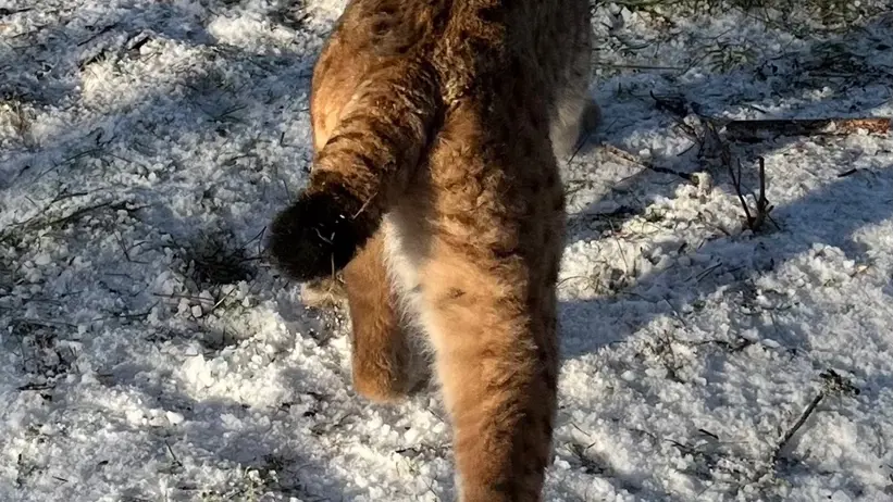 Ett lodjur med halsband går bortåt på snötäckt mark med gräsfläckar. Svansen är lätt upphöjd och solljuset skapar skuggor som framhäver pälsens och omgivningens textur. Foto.