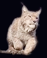 Närbild av ett lodjur med tofsar på öronen och fläckig päls, hukande på en avsats. Lodjuret tittar intensivt framåt mot en mörk bakgrund. Foto.