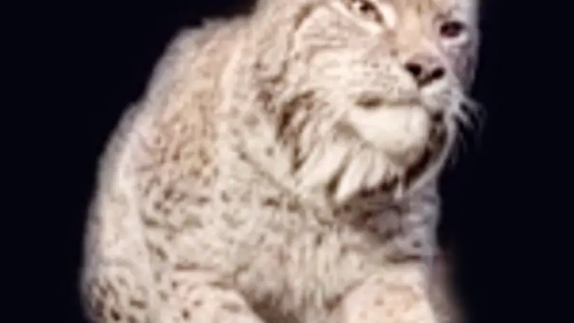 Närbild av ett lodjur med tofsar på öronen och fläckig päls, hukande på en avsats. Lodjuret tittar intensivt framåt mot en mörk bakgrund. Foto.