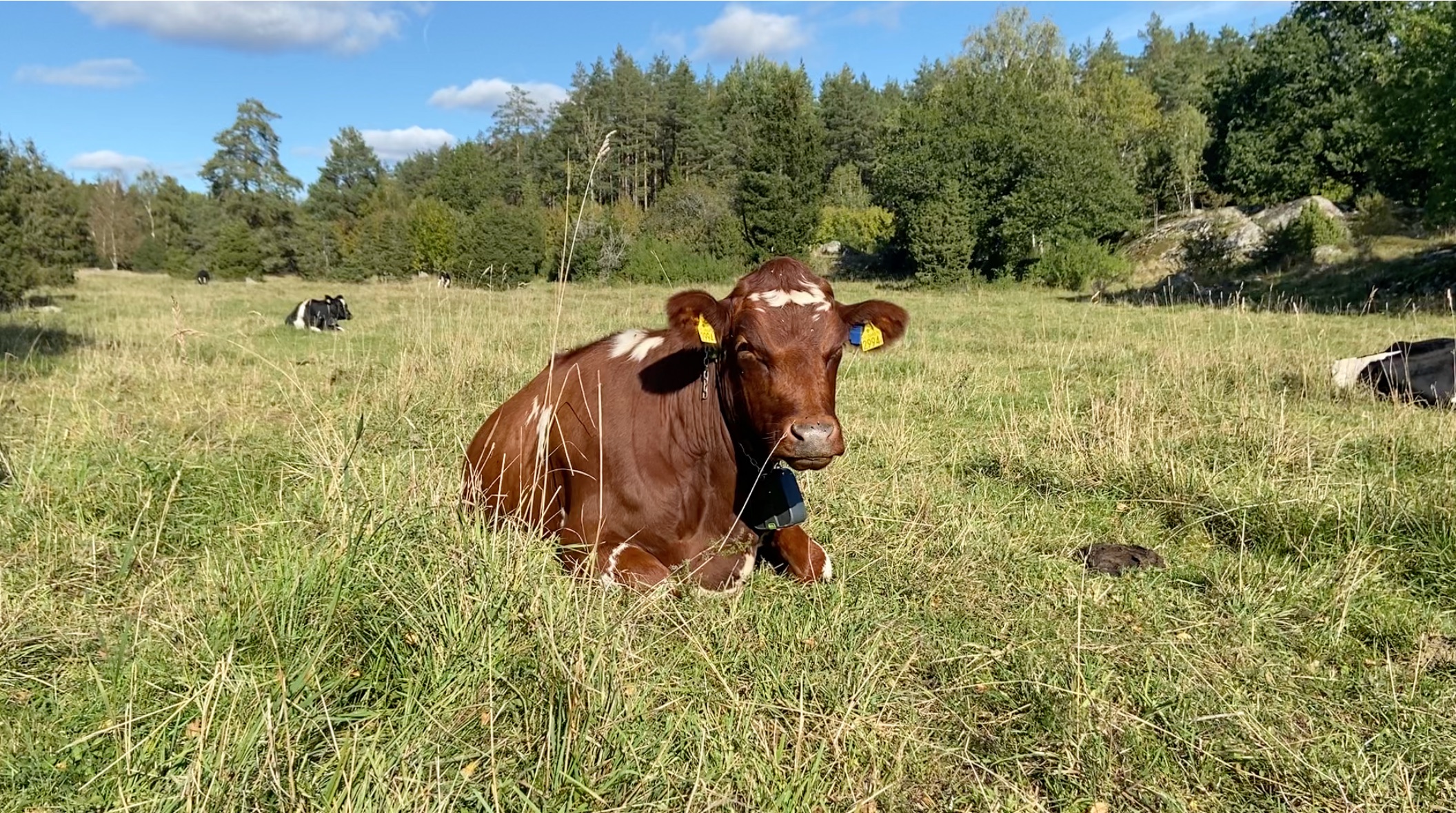 Kviga med virtuellt stängselhalsband tar igen sig. Foto.