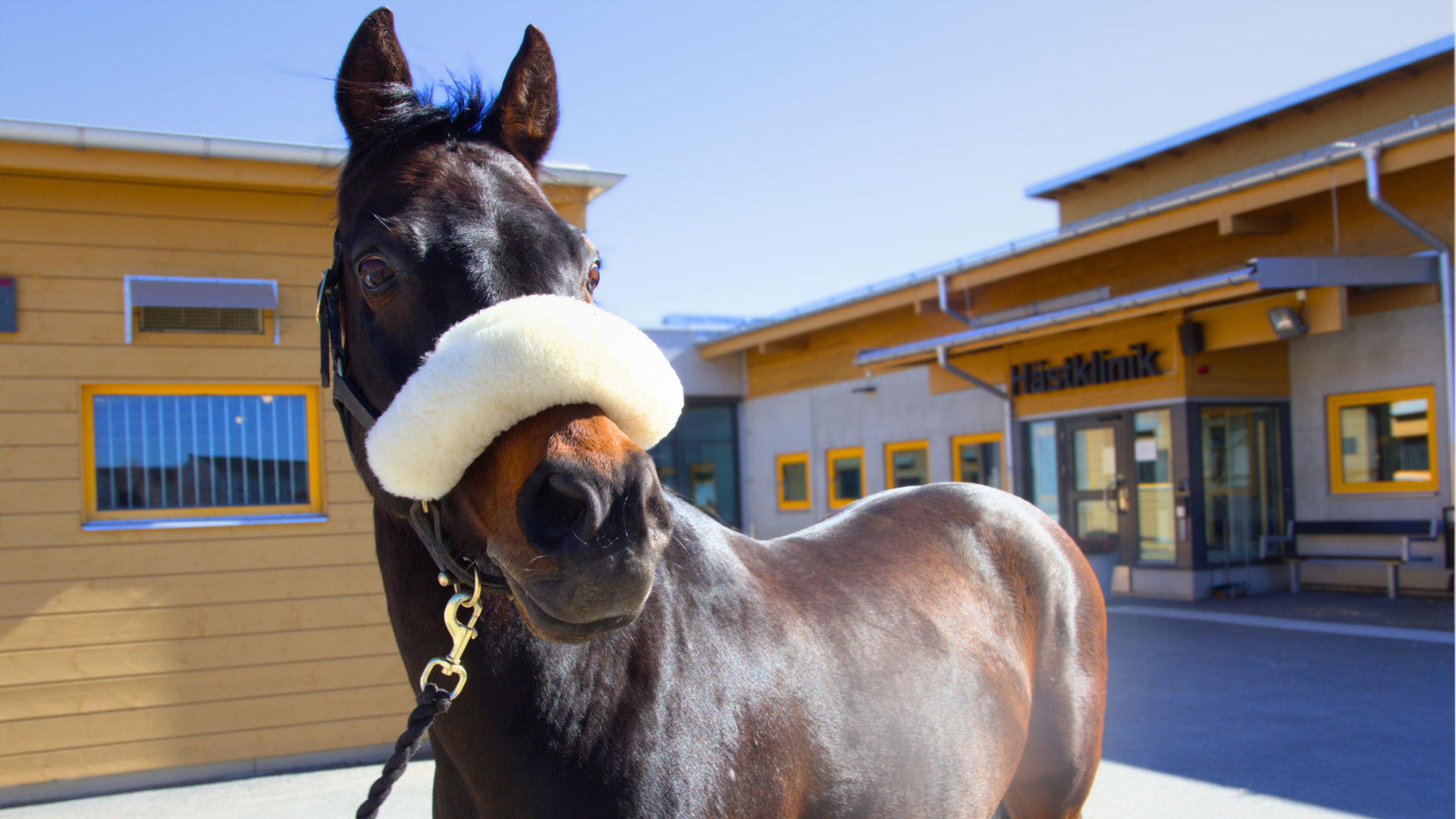 Brun häst som står utanför en gul byggnad.